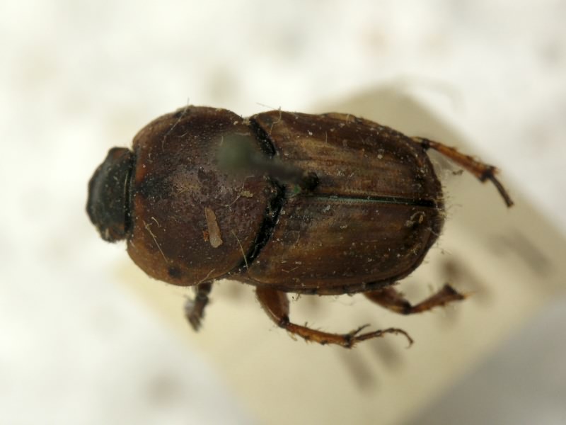 Euoniticellus fulvus (Goeze, 1777)